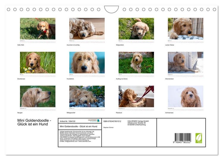 Produktbild: Mini Goldendoodle - Gl&uuml;ck ist ein Hund (Wandkalender 2026 DIN A4 quer), CALVENDO Monatskalender