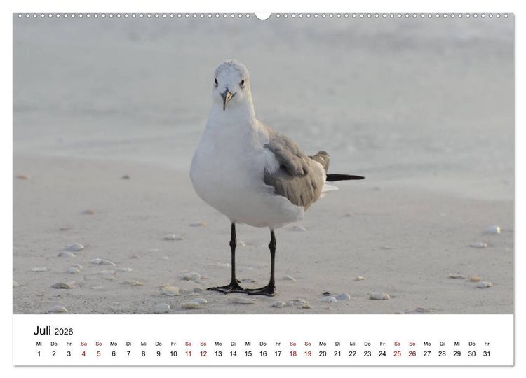 Produktbild: M&ouml;wen am Meer (hochwertiger Premium Wandkalender 2026 DIN A2 quer), Kunstdruck in Hochglanz