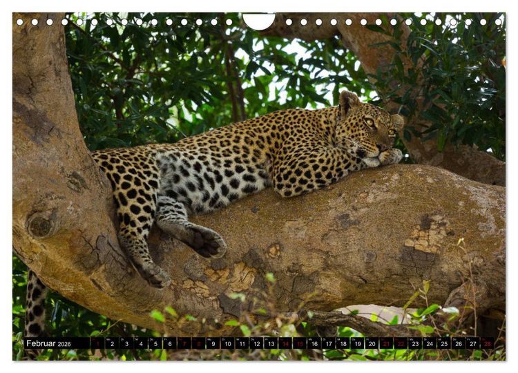 Produktbild: Tansania - Tierwanderung in der Serengeti (Wandkalender 2026 DIN A4 quer), CALVENDO Monatskalender