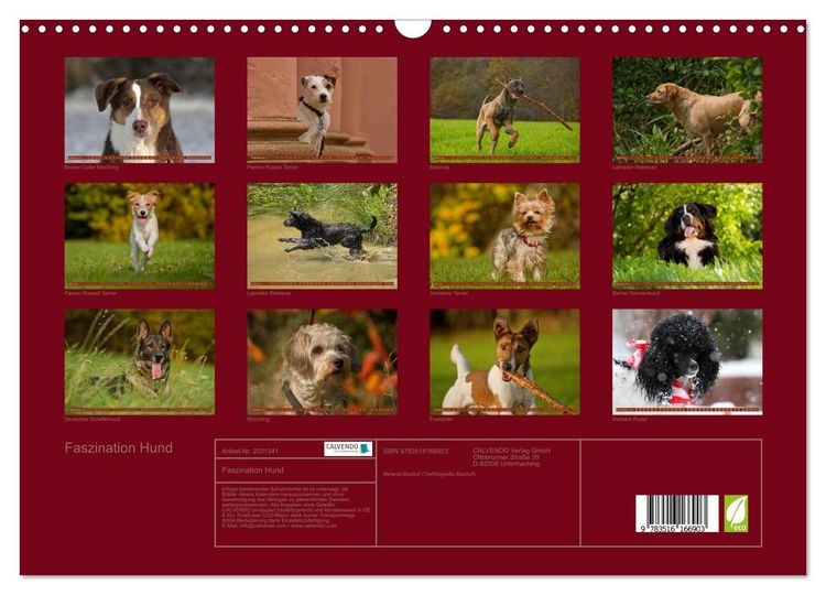 Produktbild: Faszination Hund (Wandkalender 2026 DIN A3 quer), CALVENDO Monatskalender