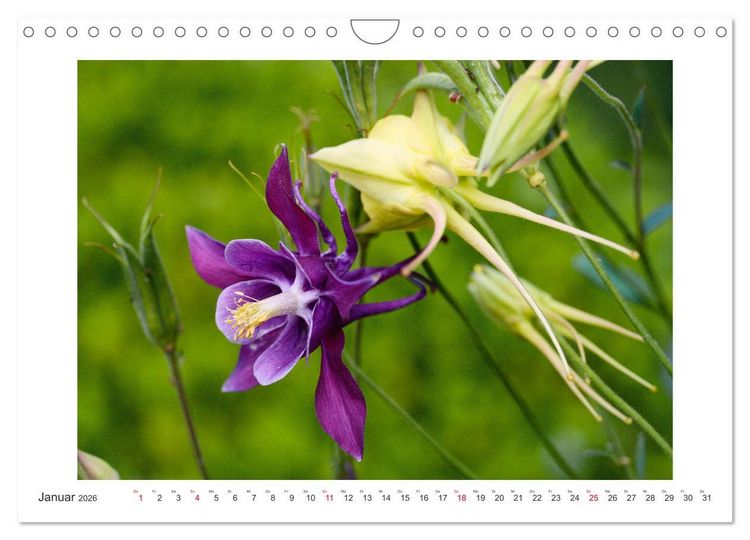 Produktbild: Akeleien im Garten (Wandkalender 2026 DIN A4 quer), CALVENDO Monatskalender