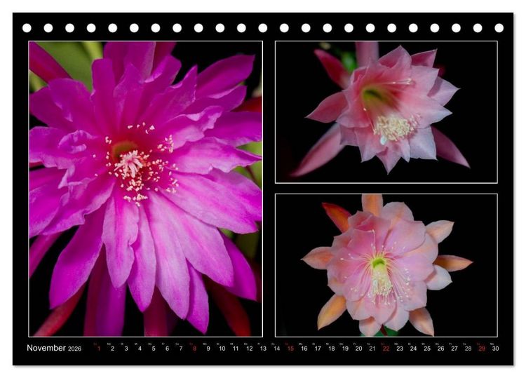 Produktbild: Epiphyllum-Hybriden (Tischkalender 2026 DIN A5 quer), CALVENDO Monatskalender