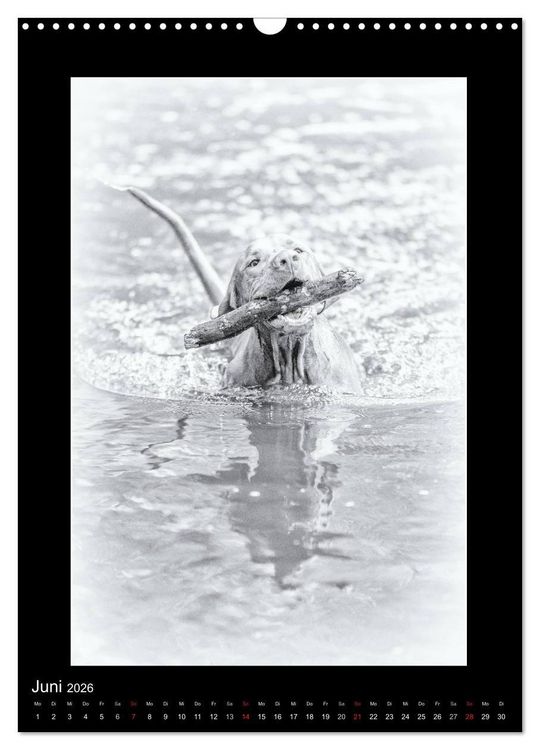 Produktbild: Vizsla-Liebe (Wandkalender 2026 DIN A3 hoch), CALVENDO Monatskalender
