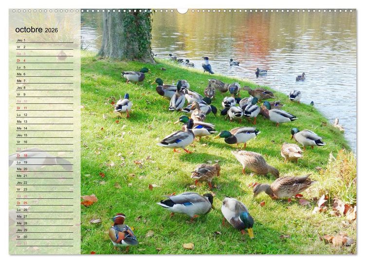 Produktbild: La vie paisible des canards (Calendrier mural 2026 DIN A2 vertical), CALVENDO calendrier mensuel