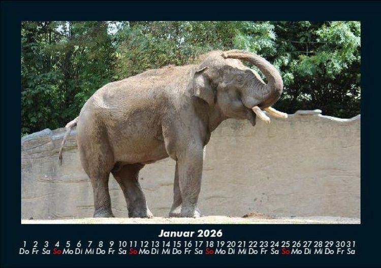 Produktbild: Elefanten - Die sanften Riesen Afrikas 2026 Fotokalender DIN A5