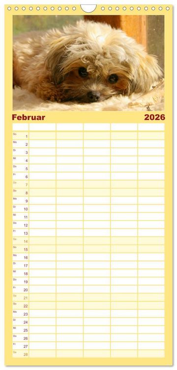 Produktbild: Familienplaner 2026 - Bolonka Zwetna mit 5 Spalten (Wandkalender, 21 x 45 cm) CALVENDO