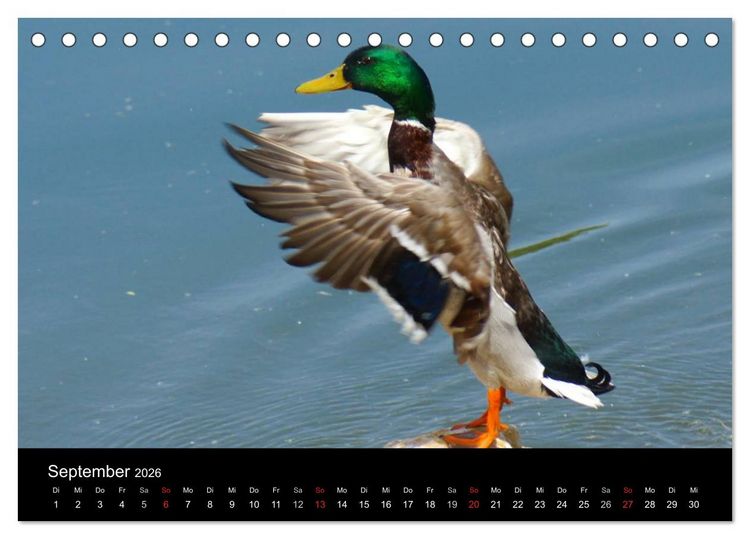 Produktbild: Duck Power (Tischkalender 2026 DIN A5 quer), CALVENDO Monatskalender