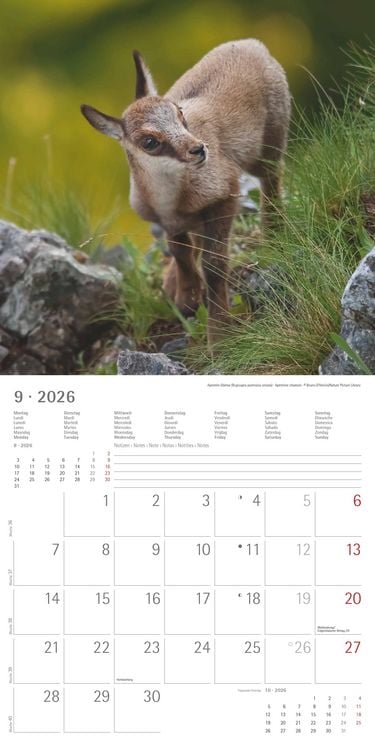 Produktbild: Tierbabys 2026 - Broschürenkalender 30x30 cm (30x60 geöffnet) - Kalender mit Platz für Notizen - Baby Animals - Bildkalender - Wandplaner - Alpha Edit