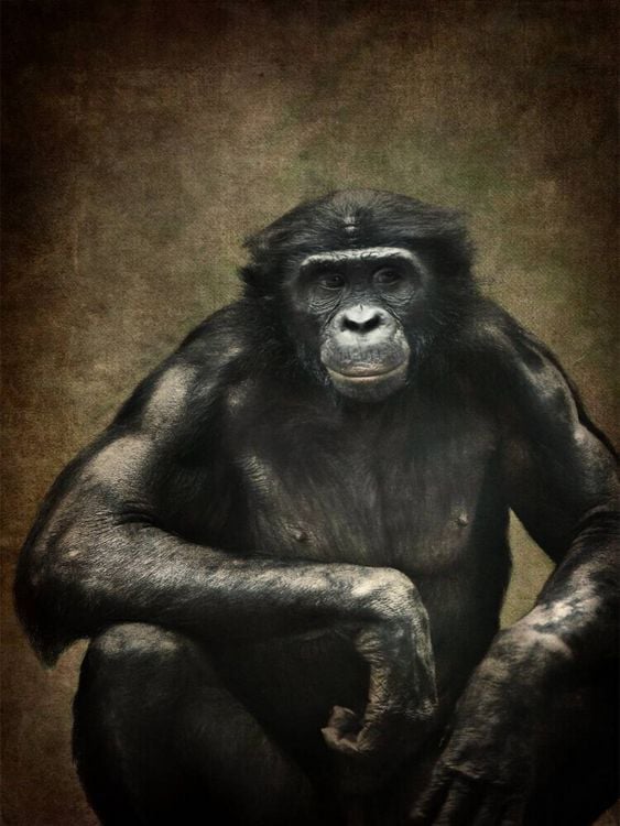 Produktbild: CALVENDO Puzzle Bonobo | 1000 Teile Lege-Gr&ouml;&szlig;e 64x48cm Foto-Puzzle f&uuml;r gl&uuml;ckliche Stunden