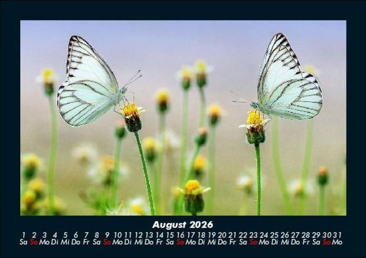 Produktbild: Bunte Pracht der Schmetterlinge 2026 Fotokalender DIN A5