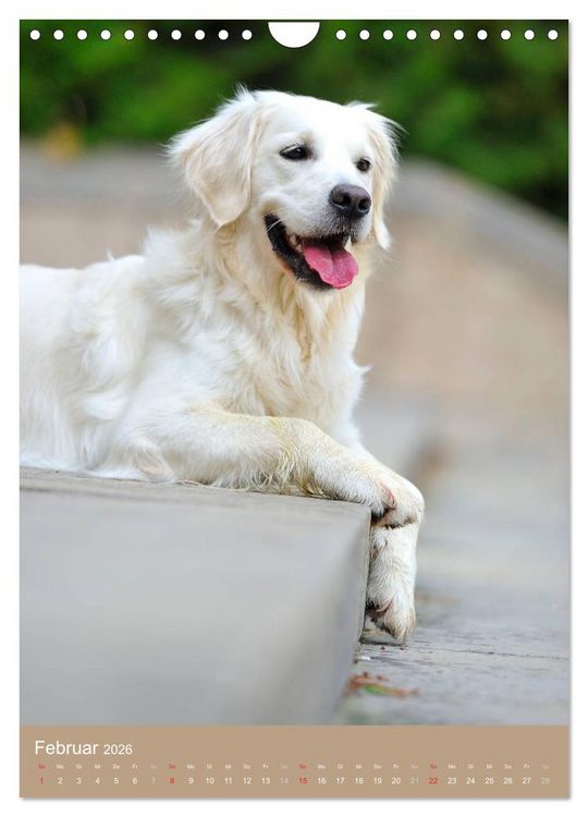 Produktbild: Golden Retriever (Wandkalender 2026 DIN A4 hoch), CALVENDO Monatskalender