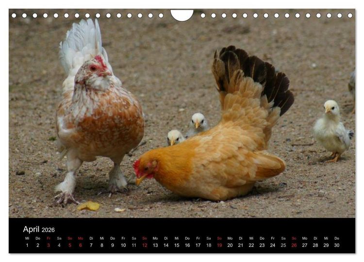 Produktbild: Die Welt der H&uuml;hner (Wandkalender 2026 DIN A4 quer), CALVENDO Monatskalender
