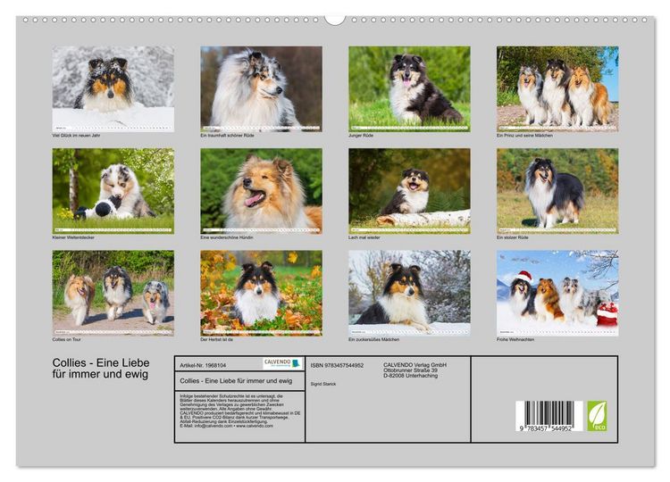 Produktbild: Collies - Eine Liebe f&uuml;r immer und ewig (hochwertiger Premium Wandkalender 2026 DIN A2 quer), Kunstdruck in Hochglanz