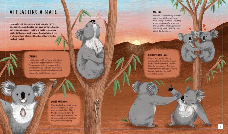 Produktbild: Koala (Young Zoologist)