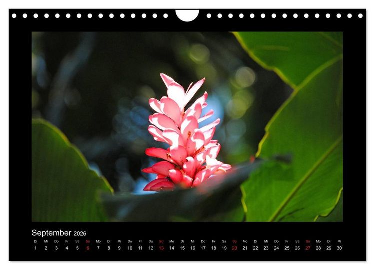 Produktbild: Aloha Bl&uuml;tenzauber aus Hawaii (Wandkalender 2026 DIN A4 quer), CALVENDO Monatskalender