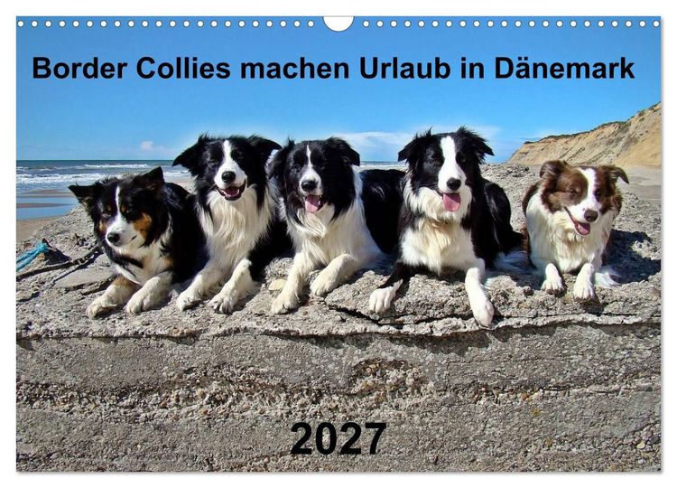 Produktbild: Border Collies machen Urlaub in D&auml;nemark (Wandkalender 2027 DIN A3 quer), CALVENDO Monatskalender