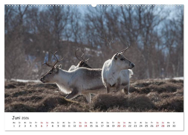 Produktbild: Rentiere (hochwertiger Premium Wandkalender 2026 DIN A2 quer), Kunstdruck in Hochglanz