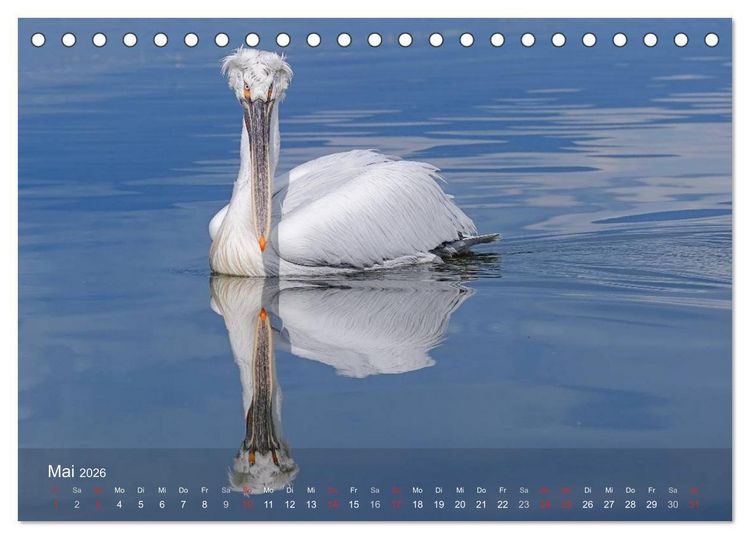 Produktbild: Pelikan-Kalender (Tischkalender 2026 DIN A5 quer), CALVENDO Monatskalender