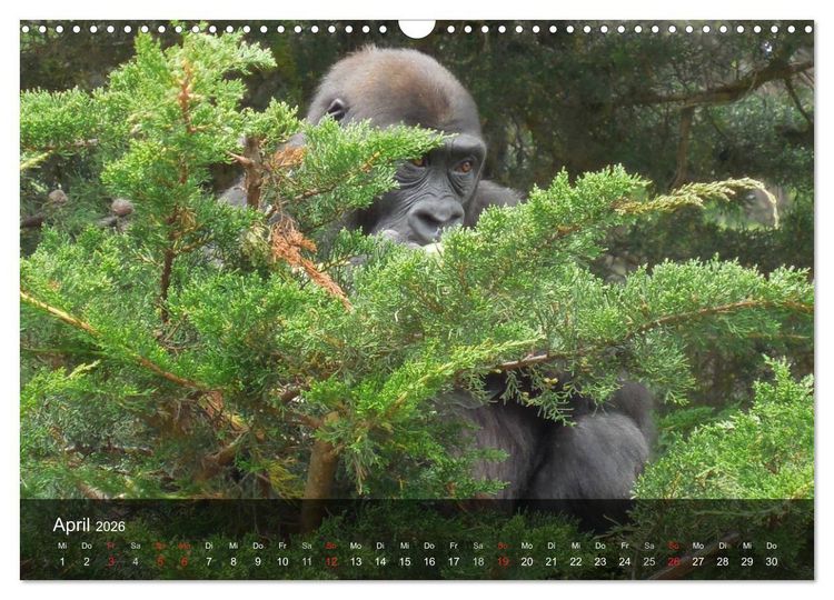 Produktbild: Gorillas. Friedliebende Kraftpakete (Wandkalender 2026 DIN A3 quer), CALVENDO Monatskalender