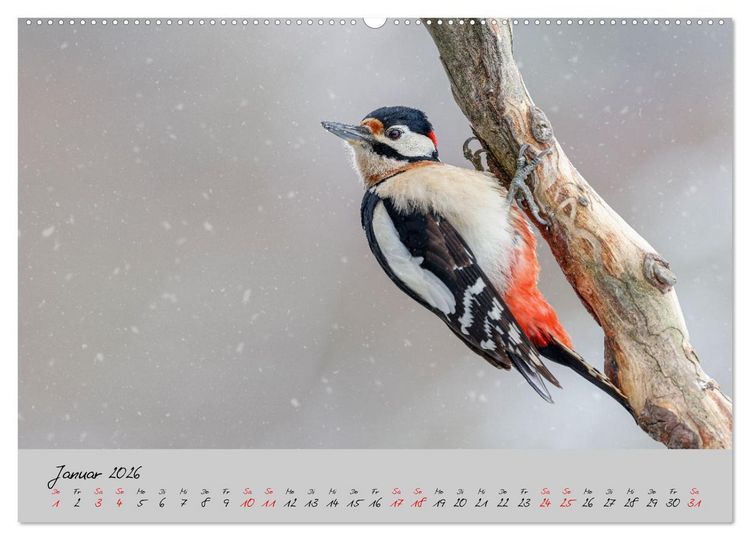 Produktbild: Bunte V&ouml;gel am Futterplatz (Wandkalender 2026 DIN A2 quer), CALVENDO Monatskalender