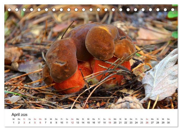 Produktbild: Heimische Pilze (Tischkalender 2026 DIN A5 quer), CALVENDO Monatskalender