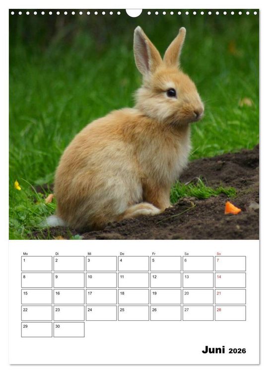 Produktbild: Kaninchen Terminplaner (Wandkalender 2026 DIN A3 hoch), CALVENDO Monatskalender