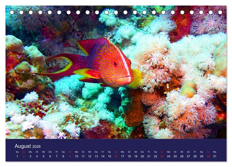 Produktbild: Wunderwelt Korallenriffe (Tischkalender 2026 DIN A5 quer), CALVENDO Monatskalender