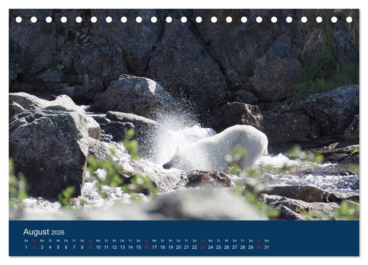 Produktbild: Das Leben der etwas "anderen" Eisb&auml;ren! (Tischkalender 2026 DIN A5 quer), CALVENDO Monatskalender