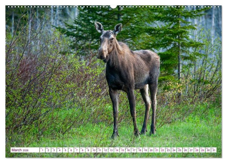 Produktbild: THE NORTHERN WOODLANDS MOOSE (Wall Calendar 2026 DIN A2 landscape), CALVENDO 12 Month Wall Calendar