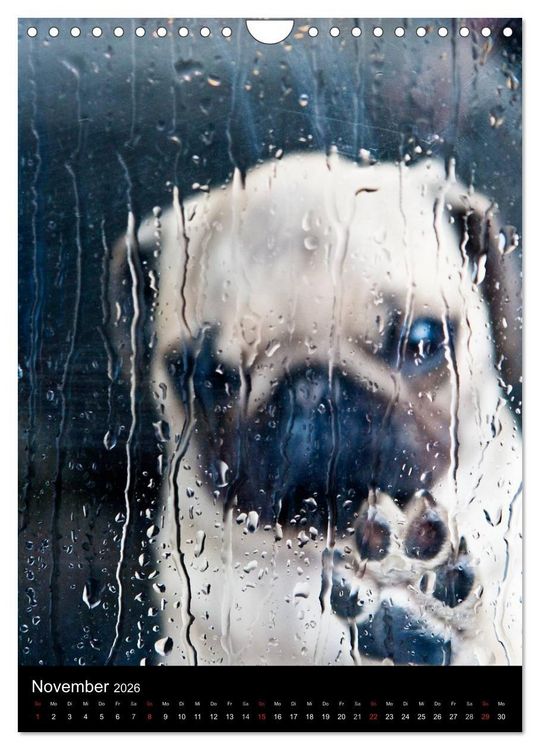 Produktbild: Das Mops-Jahr 2026 (Wandkalender 2026 DIN A4 hoch), CALVENDO Monatskalender