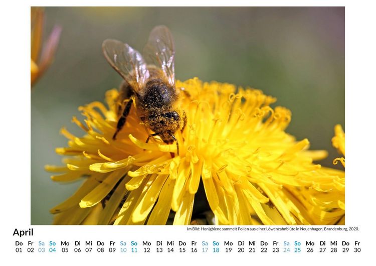Produktbild: Bienen sammeln Bl&uuml;tenstaub