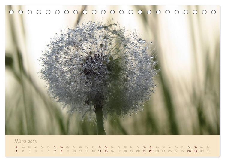 Produktbild: Unscheinbare Sch&ouml;nheit - Pusteblume (Tischkalender 2026 DIN A5 quer), CALVENDO Monatskalender