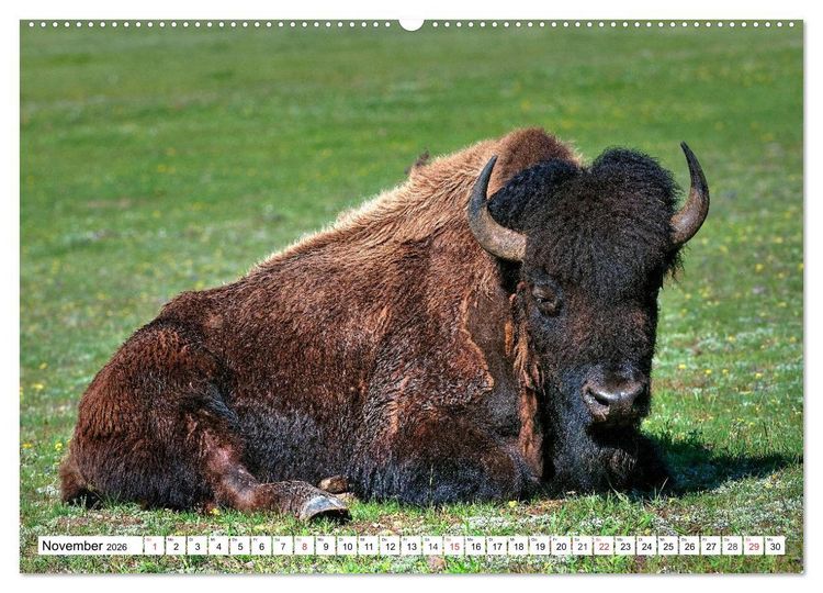 Produktbild: TATONKA Der nordamerikanische Bison (hochwertiger Premium Wandkalender 2026 DIN A2 quer), Kunstdruck in Hochglanz