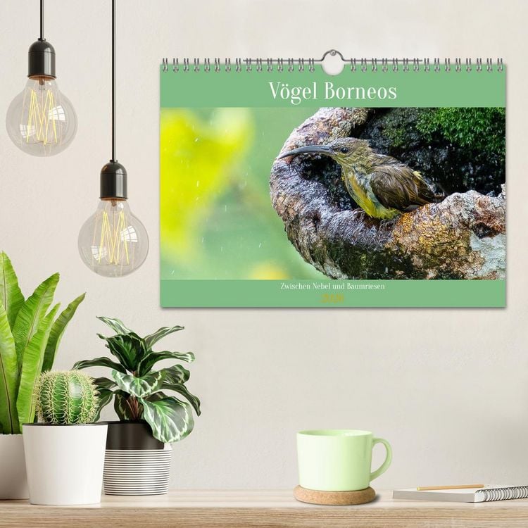 Produktbild: Zwischen Nebel und Baumriesen - V&ouml;gel Borneos (Wandkalender 2026 DIN A4 quer), CALVENDO Monatskalender