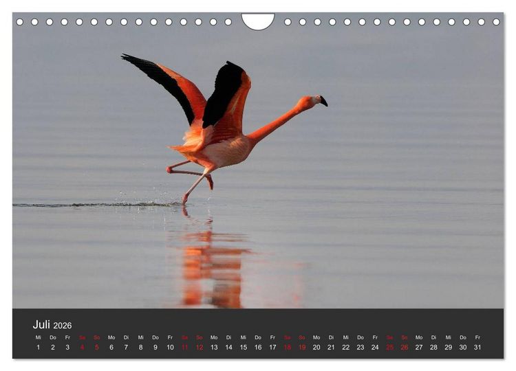 Produktbild: Pretty Flamingo (Wandkalender 2026 DIN A4 quer), CALVENDO Monatskalender