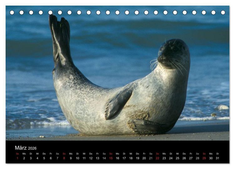 Produktbild: Faszination Kegelrobben und Seehunde 2026 (Tischkalender 2026 DIN A5 quer), CALVENDO Monatskalender