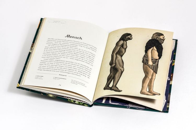 Produktbild: Die Entstehung des Lebens. Evolution