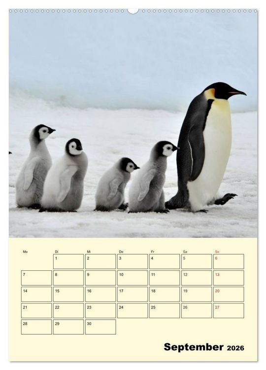 Produktbild: Pinguine. Wackeln im Thermo-Frack (hochwertiger Premium Wandkalender 2026 DIN A2 hoch), Kunstdruck in Hochglanz
