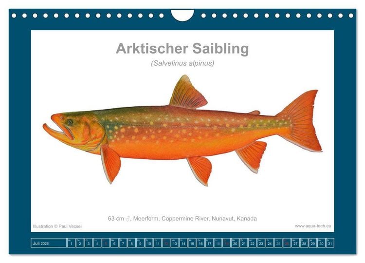 Produktbild: Fisch als Kunst 2026: Amerikanische Saiblinge (Wandkalender 2026 DIN A4 quer), CALVENDO Monatskalender