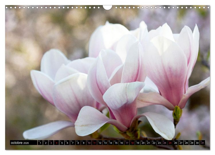 Produktbild: Magnolias en fleur (Calendrier mural 2026 DIN A3 vertical), CALVENDO calendrier mensuel