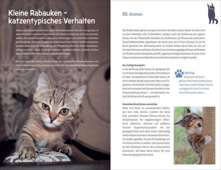 Produktbild: 101 Dinge, die man wissen muss, wenn ein Katzenbaby einzieht