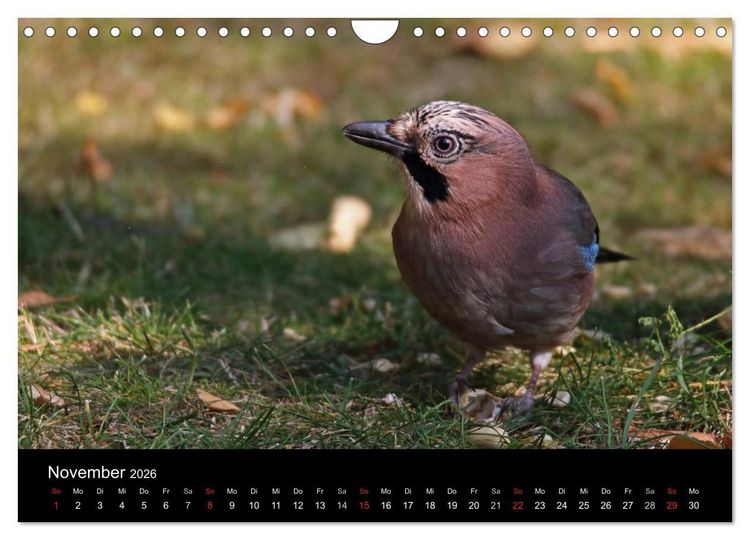 Produktbild: Eichelh&auml;her der Waldpolizist (Wandkalender 2026 DIN A4 quer), CALVENDO Monatskalender