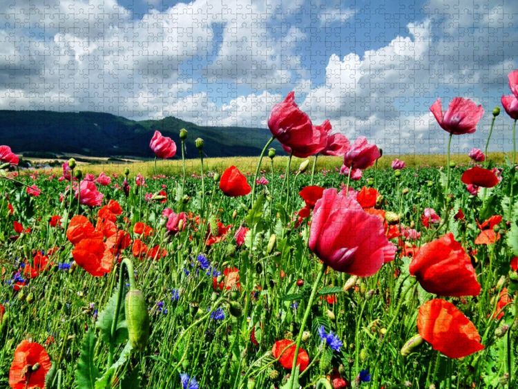 Produktbild: CALVENDO Puzzle Traumhafte Mohnbl&uuml;te in Germerode am Mei&szlig;ner | 1000 Teile Lege-Gr&ouml;&szlig;e 64x48cm Foto-Puzzle f&uuml;r gl&uuml;ckliche Stunden