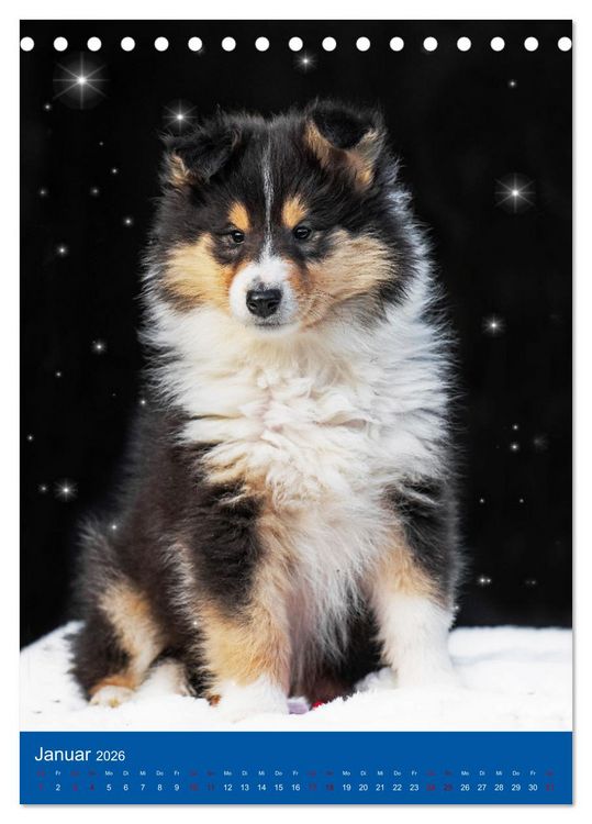 Produktbild: Traumhund Collie - Gl&uuml;ck auf vier Pfoten (Tischkalender 2026 DIN A5 hoch), CALVENDO Monatskalender