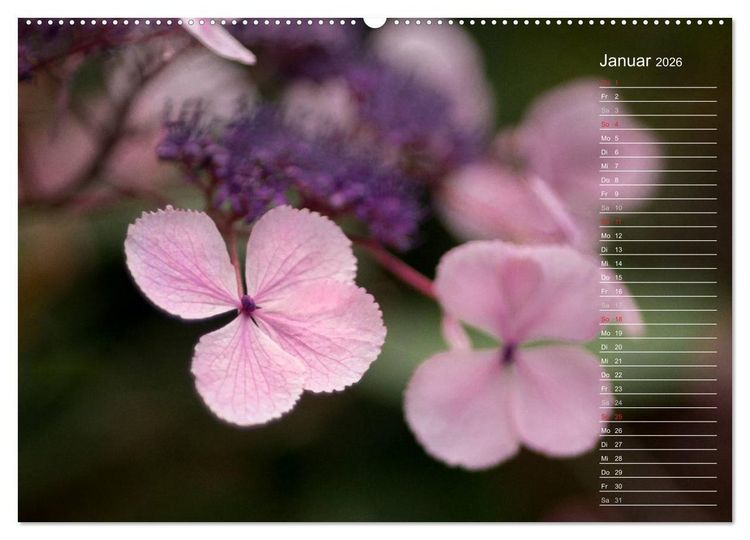 Produktbild: Die Hortensie und ihre vielen Gesichter (hochwertiger Premium Wandkalender 2026 DIN A2 quer), Kunstdruck in Hochglanz