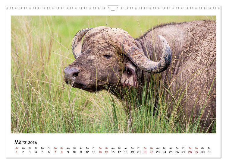 Produktbild: Tierparadies Kenia (Wandkalender 2026 DIN A3 quer), CALVENDO Monatskalender