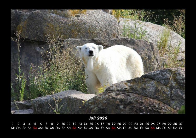 Produktbild: Pinguine & Eisb&auml;ren 2026 Fotokalender DIN A3