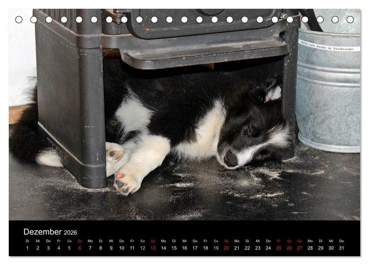Produktbild: Border Collies machen Urlaub in D&auml;nemark (Tischkalender 2026 DIN A5 quer), CALVENDO Monatskalender