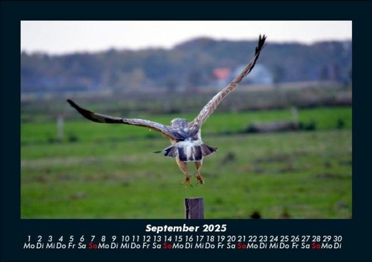 Produktbild: Vogelparadies 2025 Fotokalender DIN A5