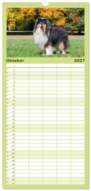 Produktbild: Familienplaner 2027 - Traumhund Collie - Mein bester Freund mit 5 Spalten (Wandkalender, 21 x 45 cm) CALVENDO